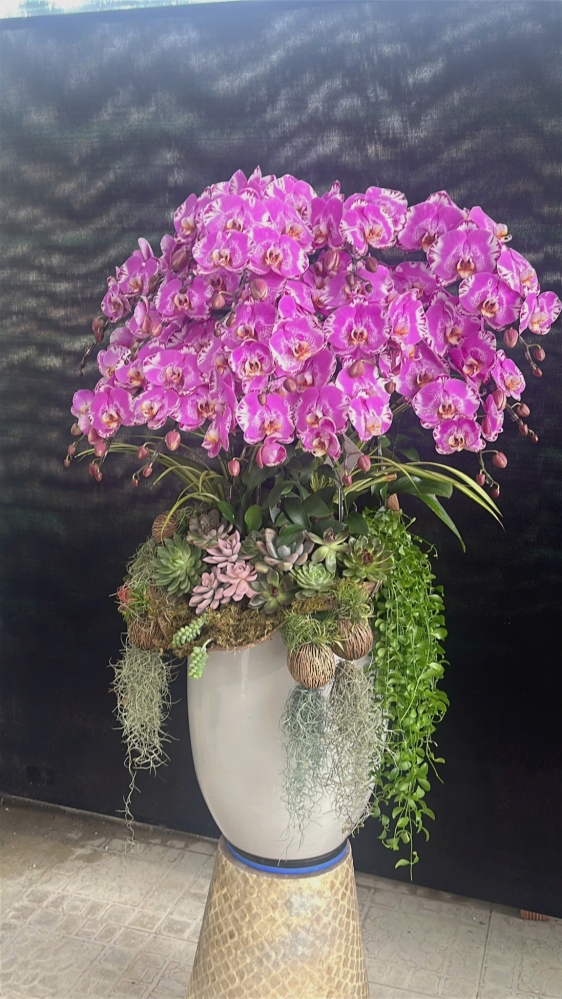 Lan Hồ Điệp Tím Thuận Lợi - LHD012