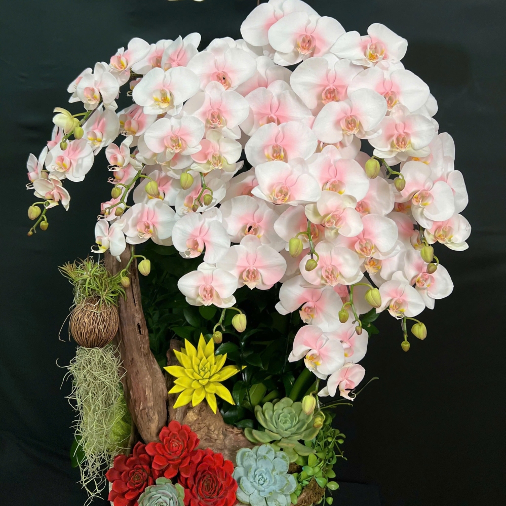 Lan Hồ Điệp Xuân An Nhiên - LHD015