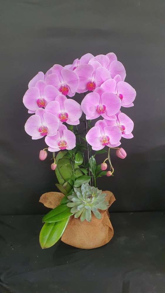 Chậu lan hồ điệp hồng lãng mạn