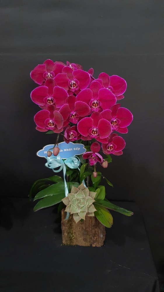 Hộp lan hồ điệp đỏ nhung quý phái