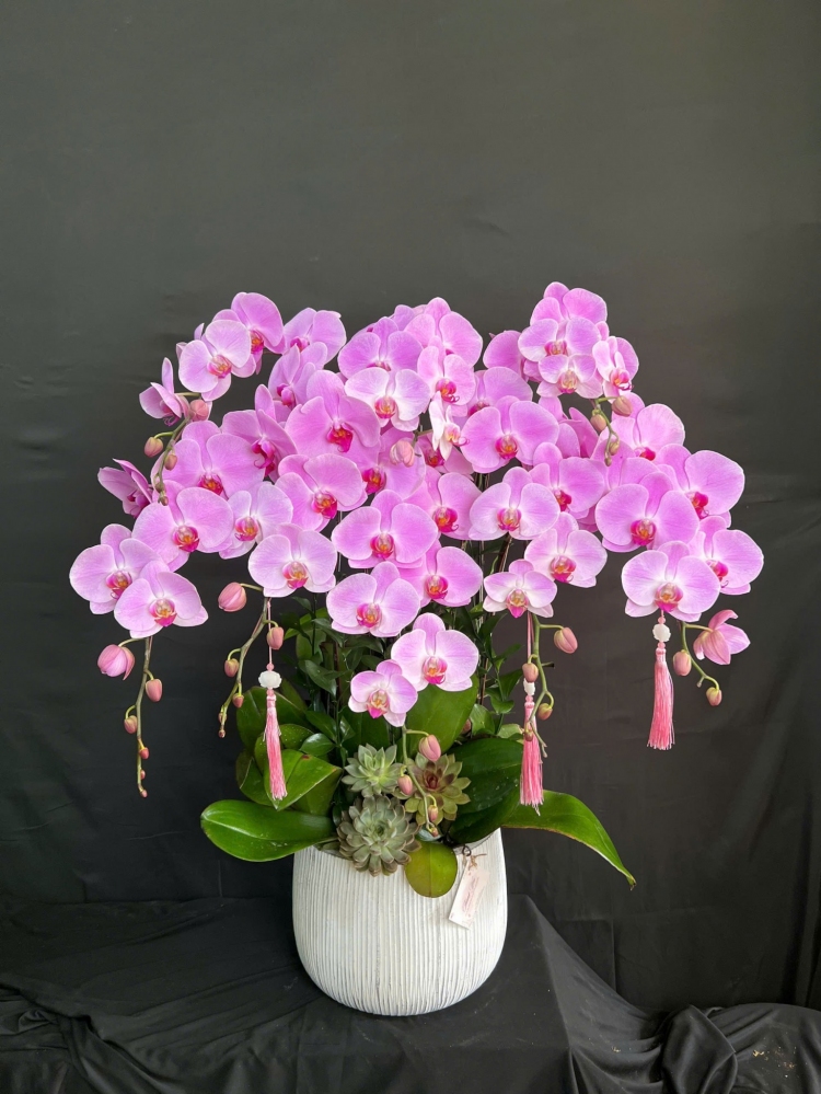 Chậu lan hồng chúc mừng sinh nhật