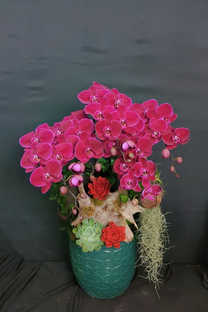 Chậu hoa đỏ nhung mix gỗ lũa và sen đá