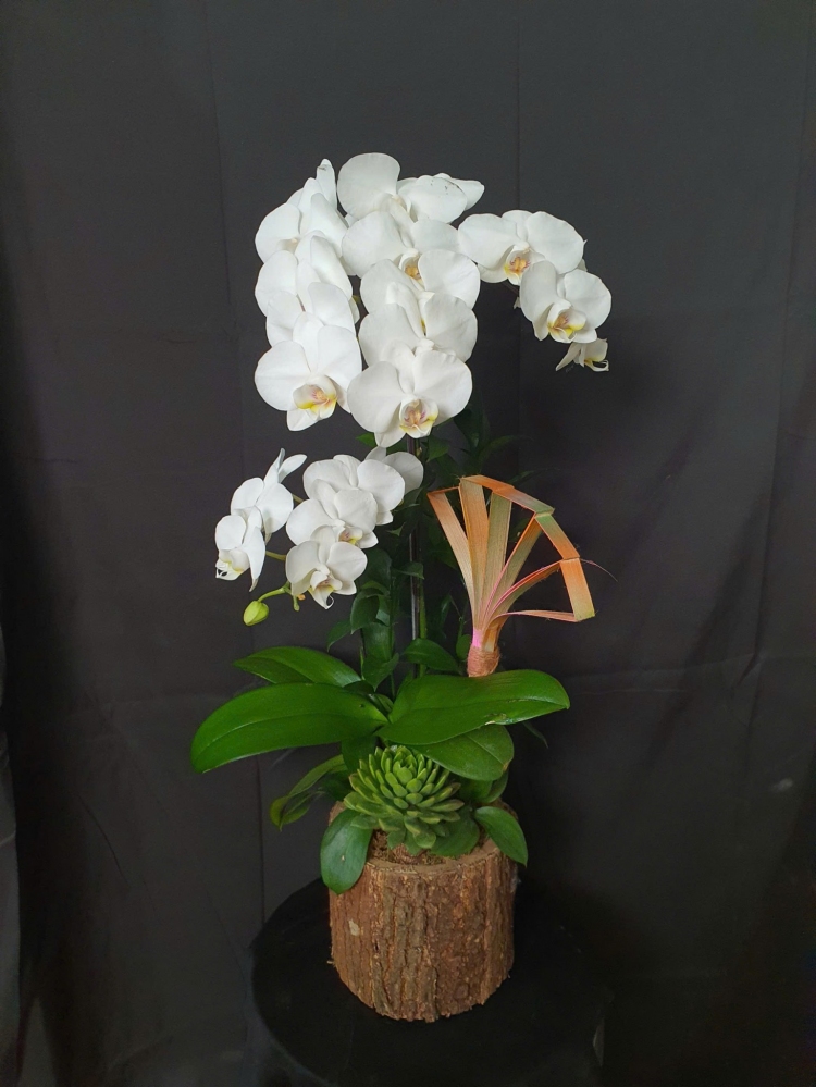 Chậu tiểu hồ điệp trắng trang nhã