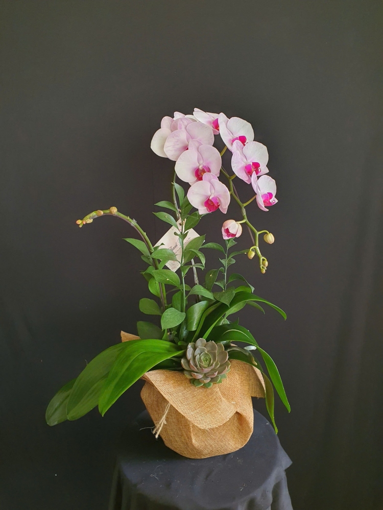 Hoa gói cầm tay 2