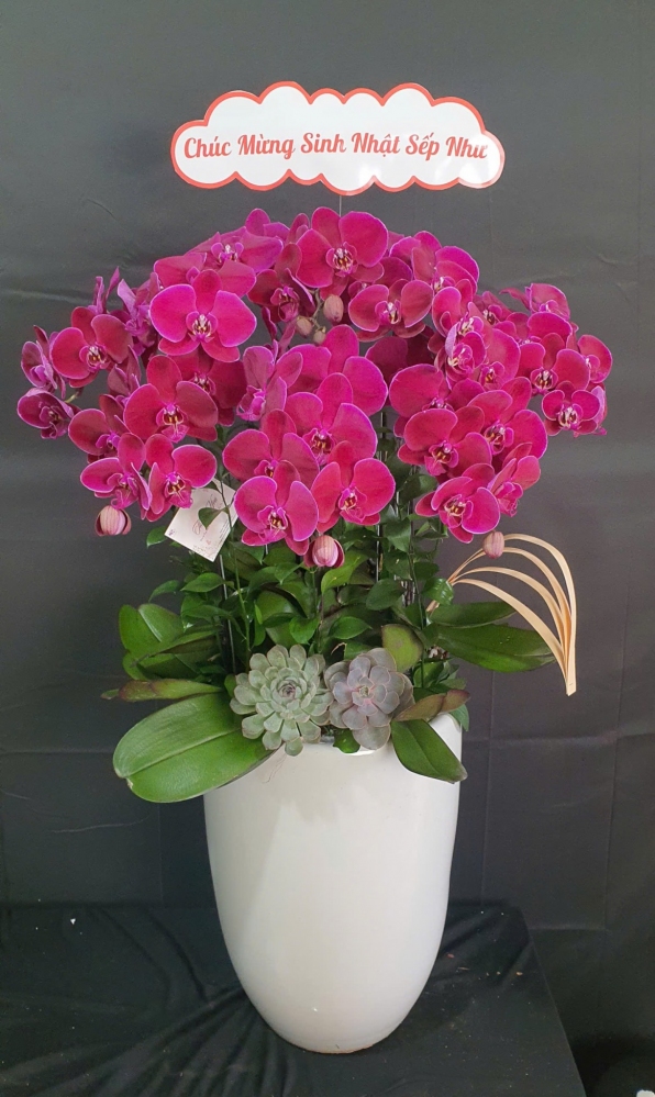 Chậu lan hồ điệp đỏ nhung
