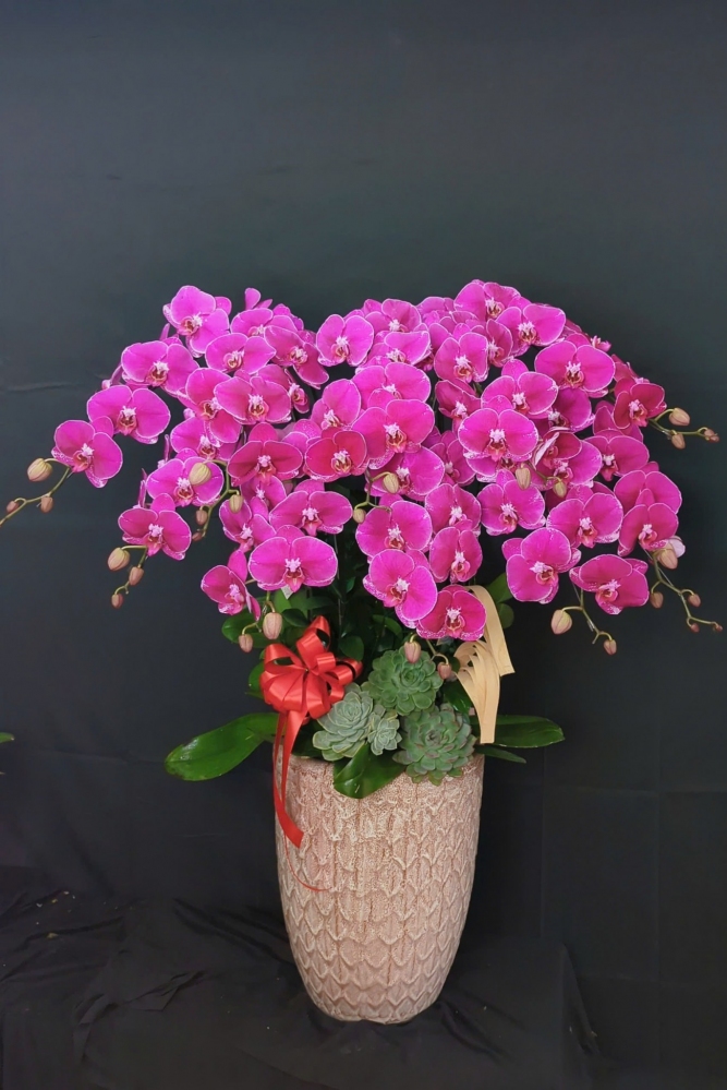 Chậu hồ điệp tím đột biến lạ mắt