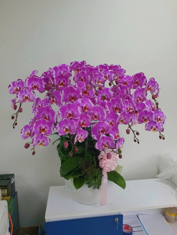 Chậu hồng bản đồ mừng sinh nhật