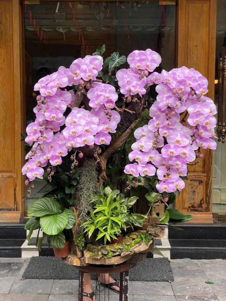 Lan Hồ Điệp Bạch Ngọc Tinh Hoa - LHD017