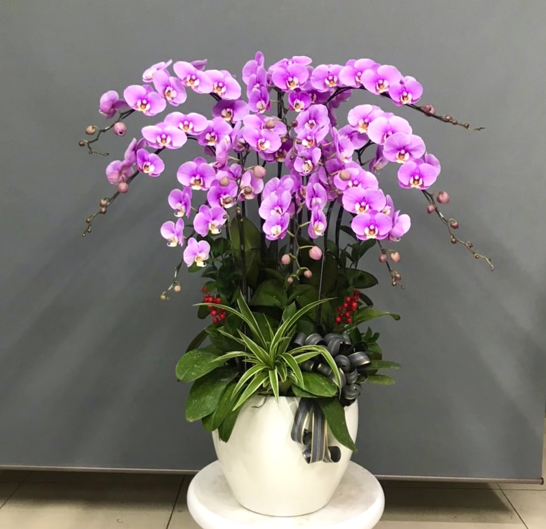 Hoa lan hồ điệp 10 cành - HD0044