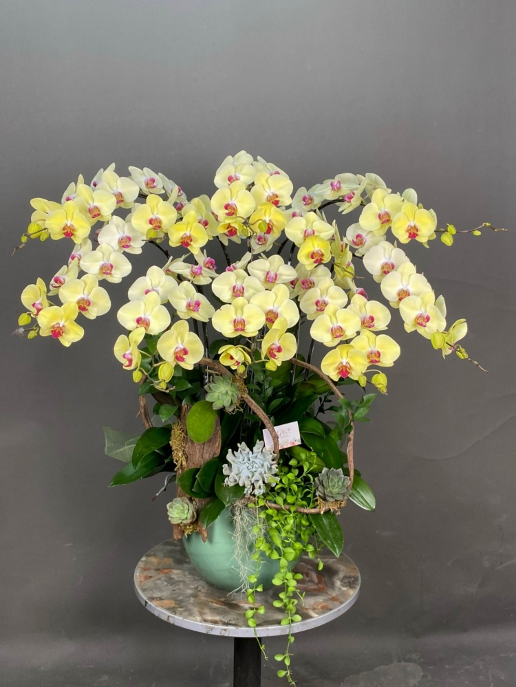 Hoa lan hồ điệp 10 cành - HD0045