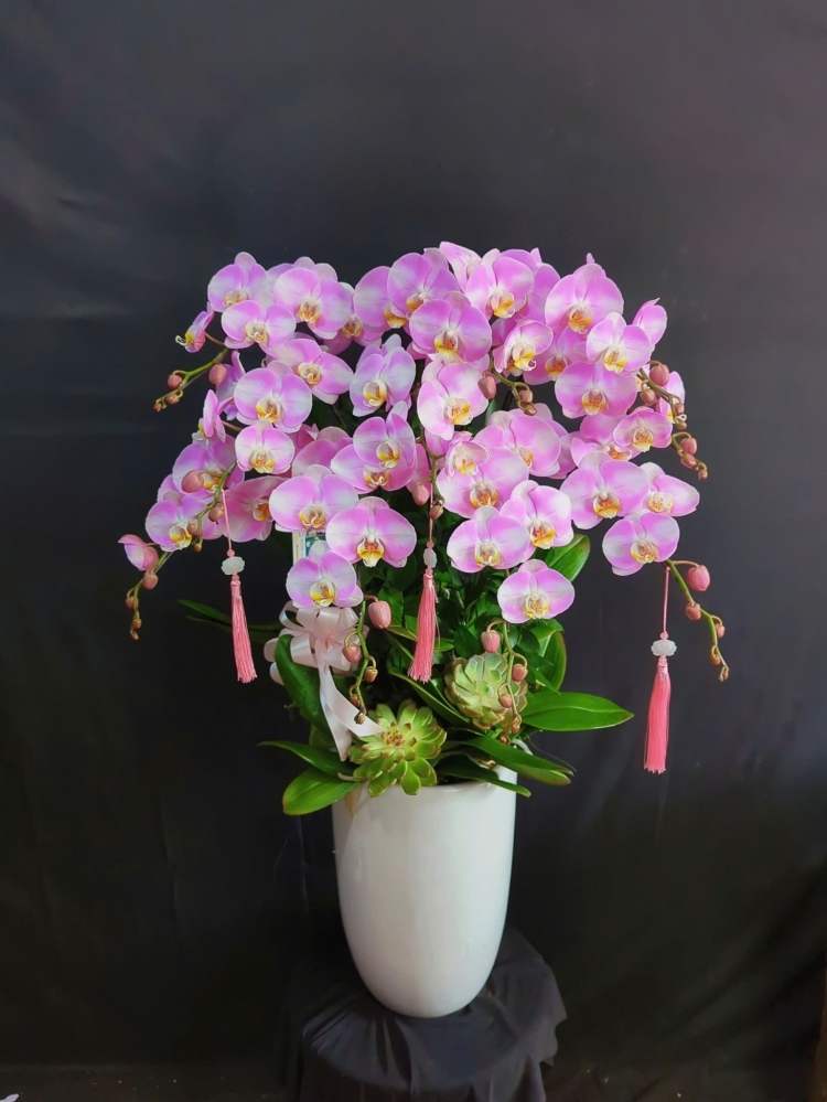 Lan Hồ Điệp Thiên Hồng Bạch Tuyết - LHD197