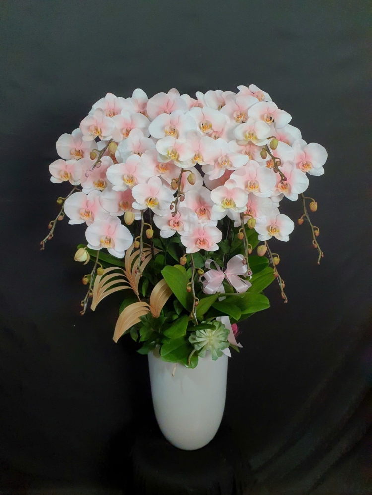 Lan Hồ Điệp Bạch Hồng Ngọc - LHD215