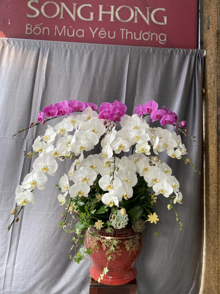 Hoa lan hồ điệp 12 cành - HD0059