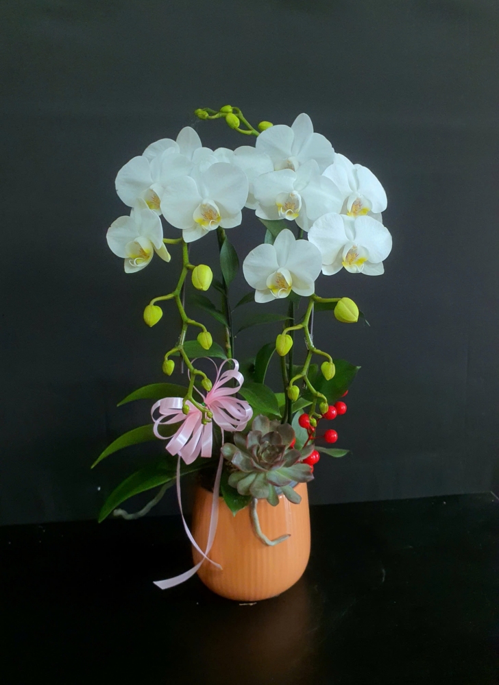 Lan Hồ Điệp Thanh Vân Bạch - LHD192