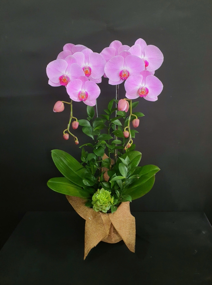 Lan Hồ Điệp Hồng Ngọc - LHD245