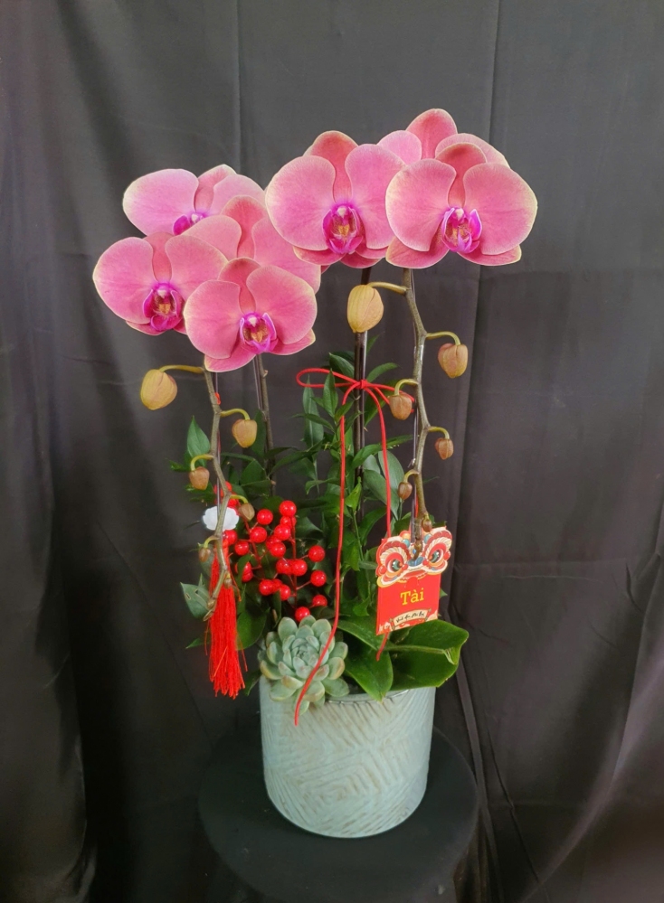 Lan Hồ Điệp Hồng Duyên - LHD268