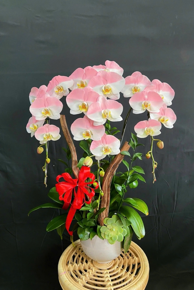 Lan Hồ Điệp Hồng Linh Tuyết - LHD131