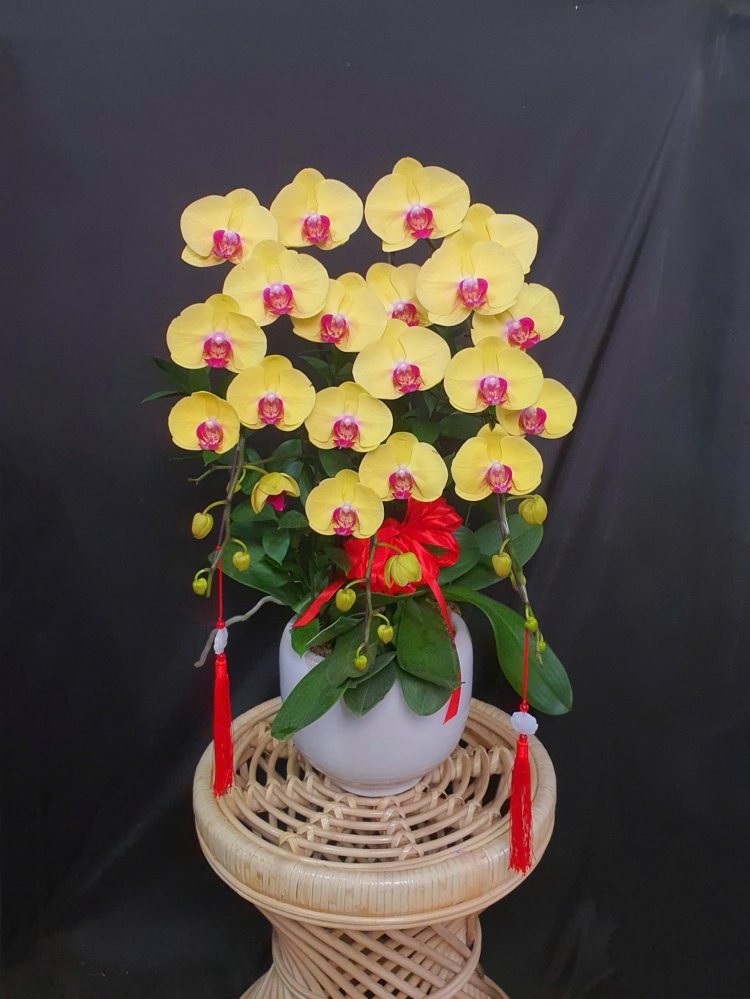 Lan Hồ Điệp Hoàng Lộc - LHD223