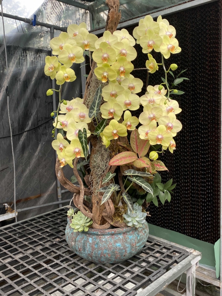 Hoa lan hồ điệp 6 cành - HD0018