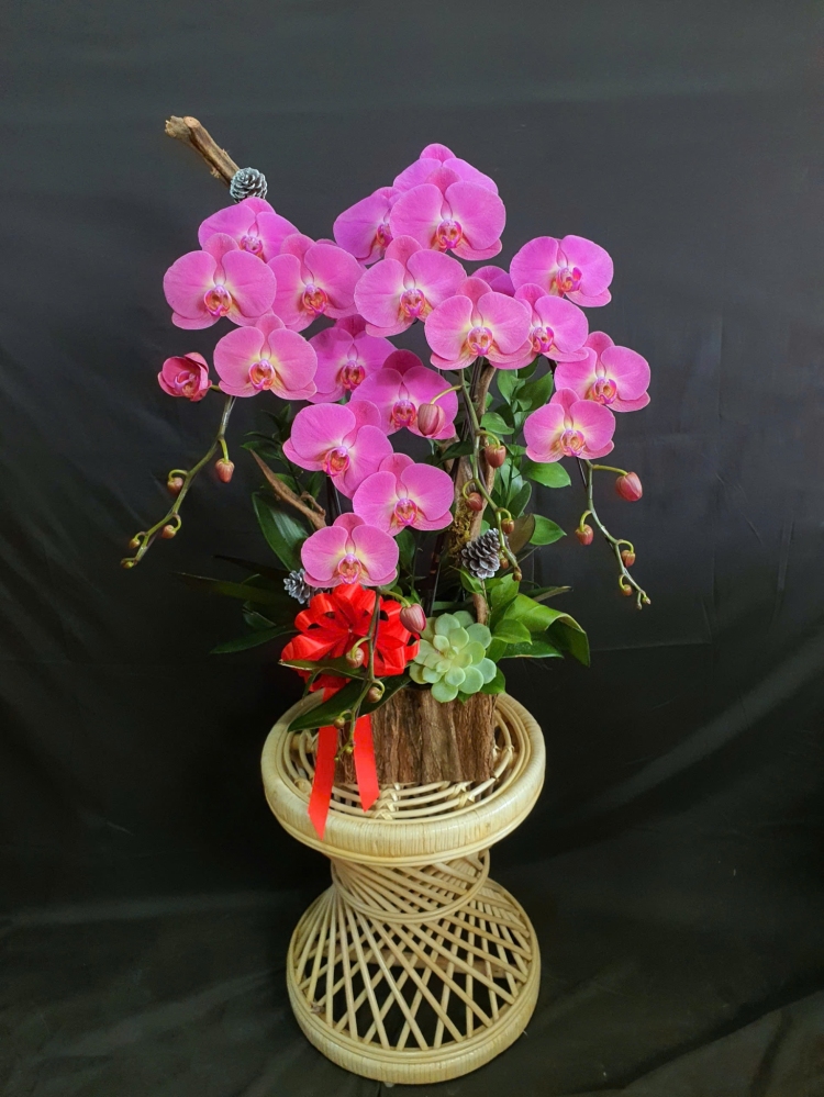 Lan Hồ Điệp Hồng Thanh Vân - LHD127