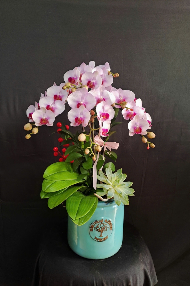 Lan Hồ Điệp Hồng Phúc - LHD216