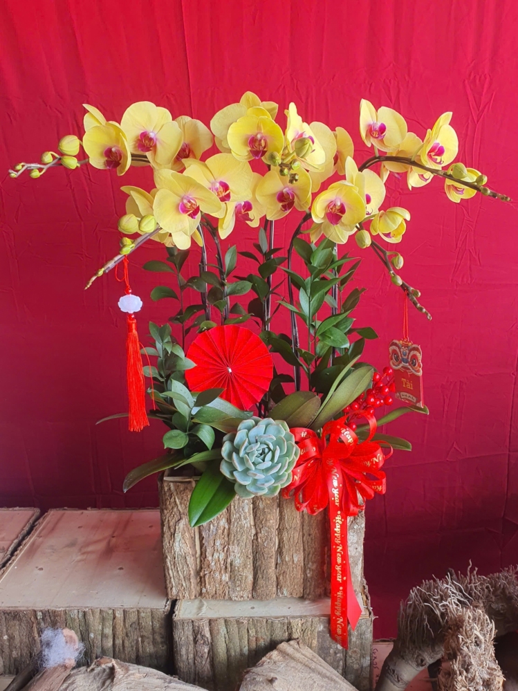 Lan Hồ Điệp Kim Phúc - LHD274