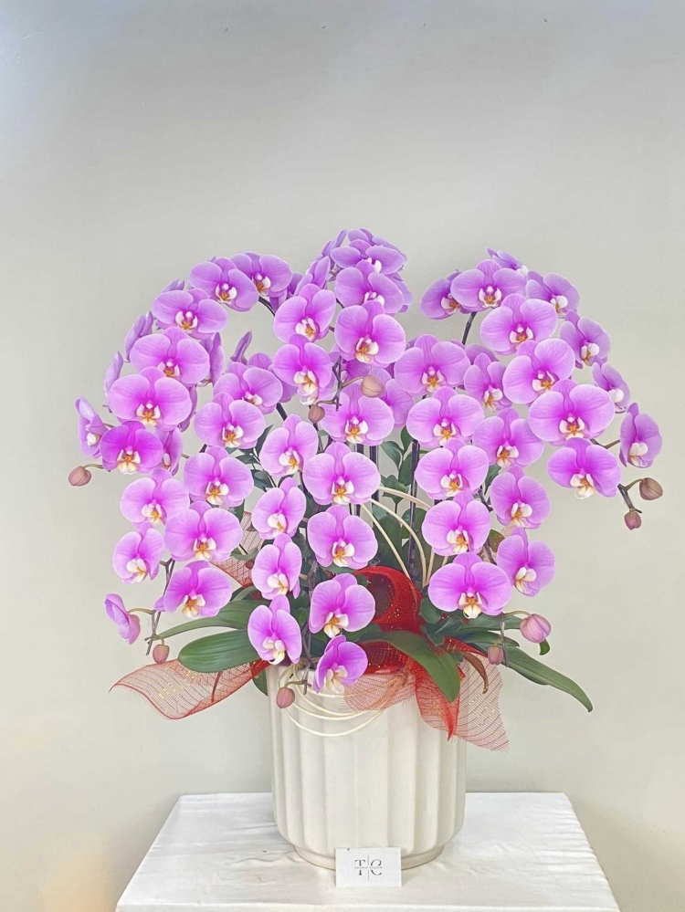 Hoa lan hồ điệp 6 cành - HD0020