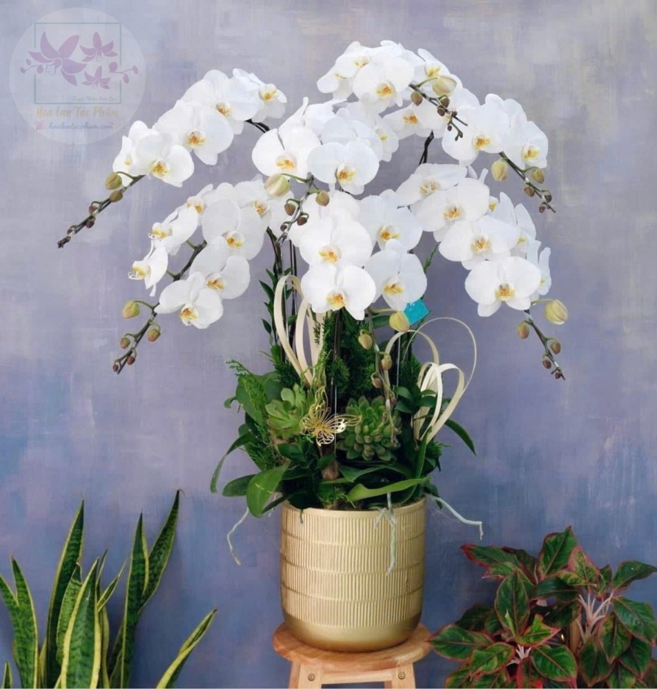 Hoa lan hồ điệp 7 cành - HD0179
