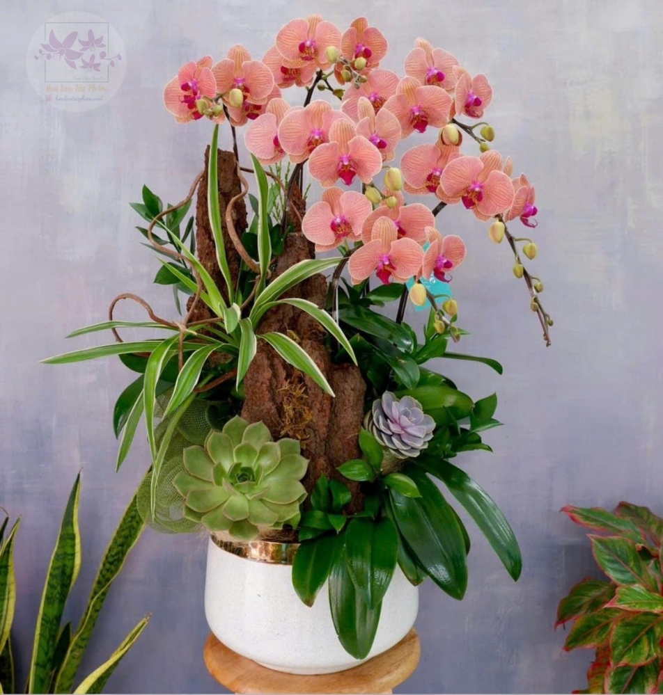 Hoa lan hồ điệp 6 cành - HD0178