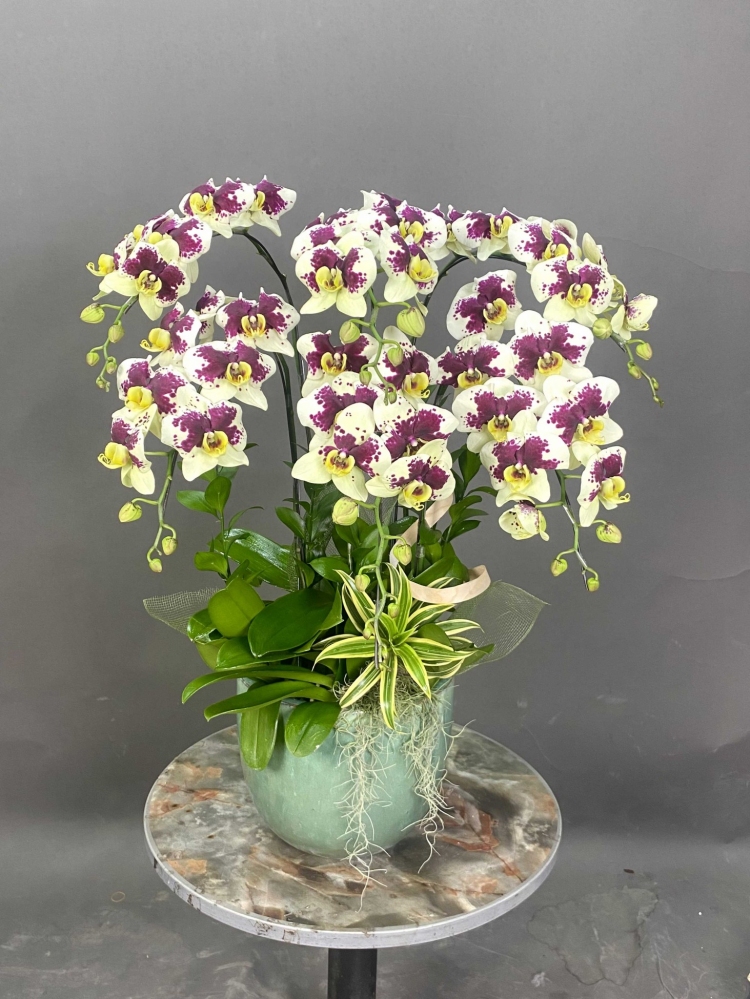 Hoa lan hồ điệp 6 cành - HD0025