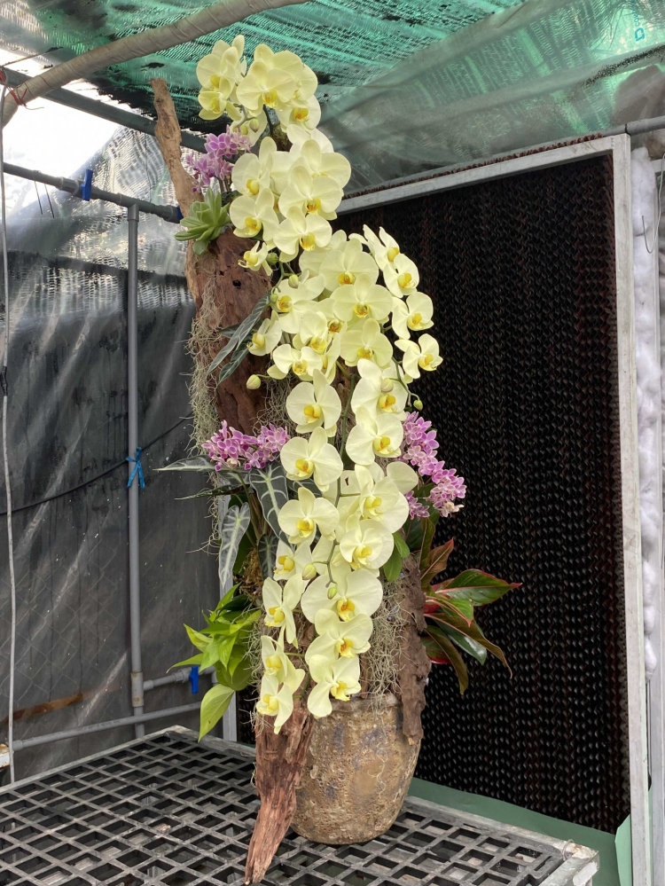Hoa lan hồ điệp 7 cành - HD0036
