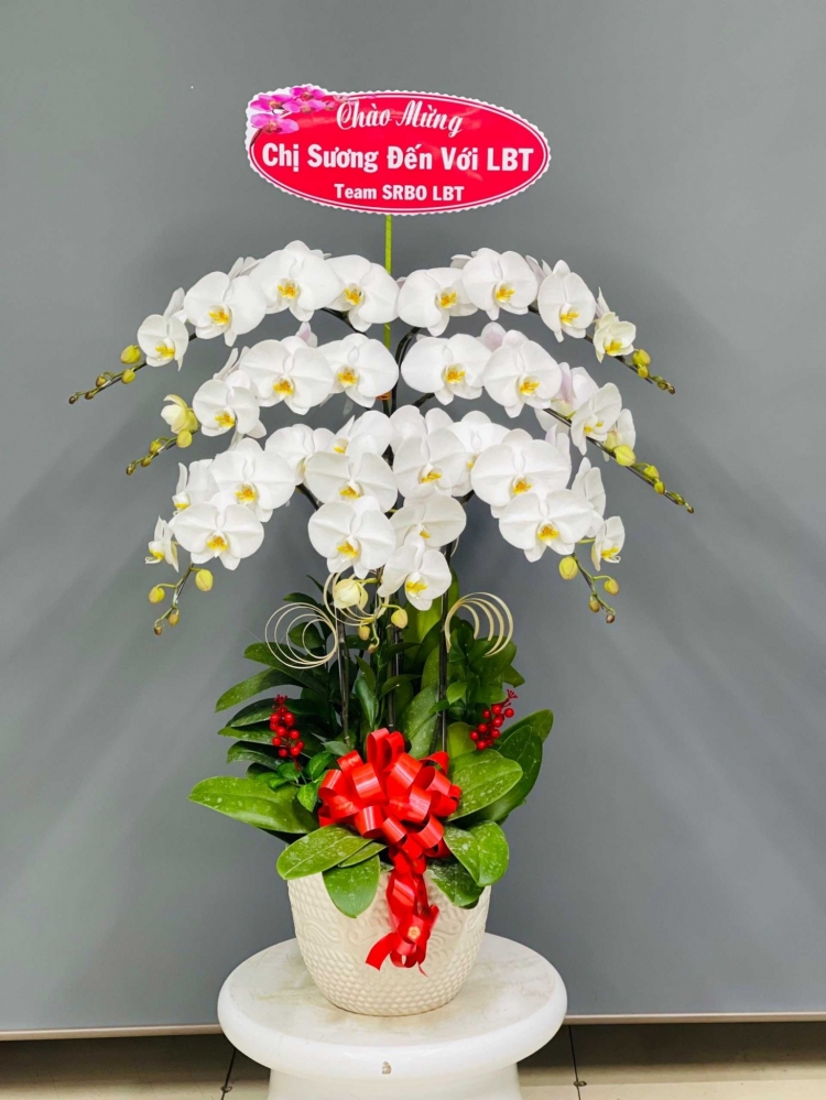Hoa lan hồ điệp 7 cành - HD0033