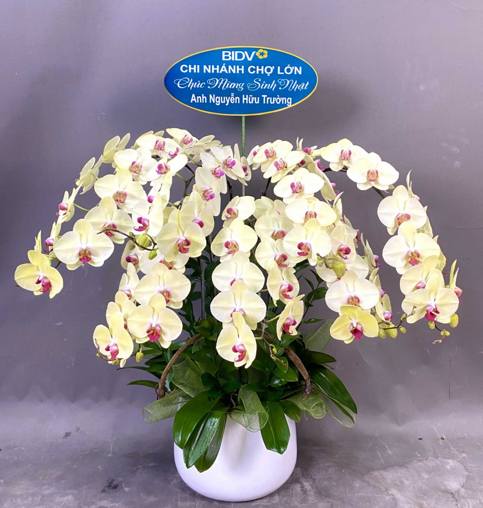 Hoa lan hồ điệp 7 cành - HD0032
