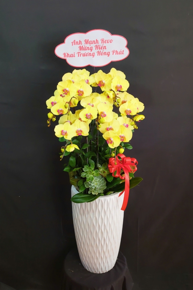 Lan Hồ Điệp Kim Phát - LHD111