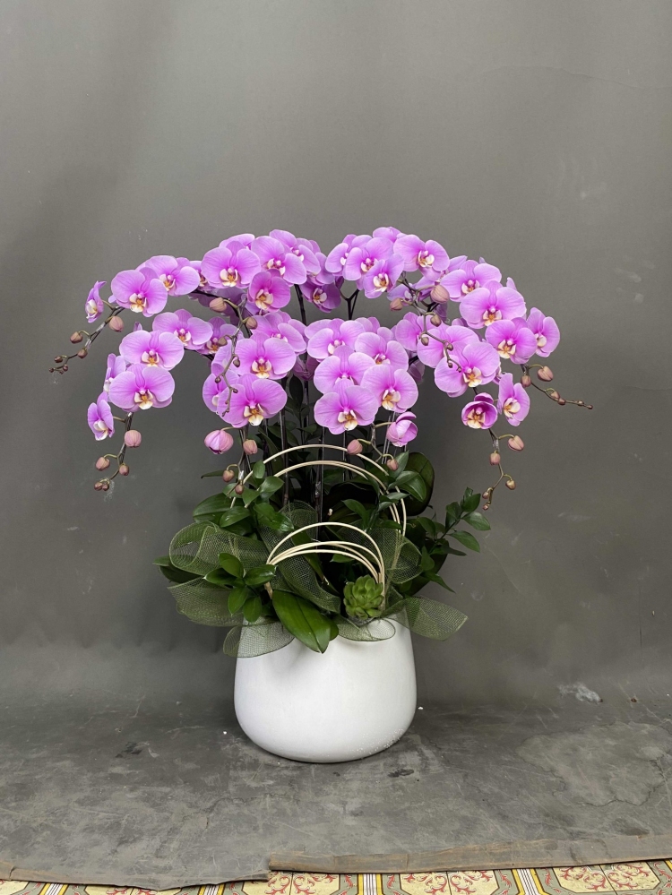 Hoa lan hồ điệp 8 cành - HD0132