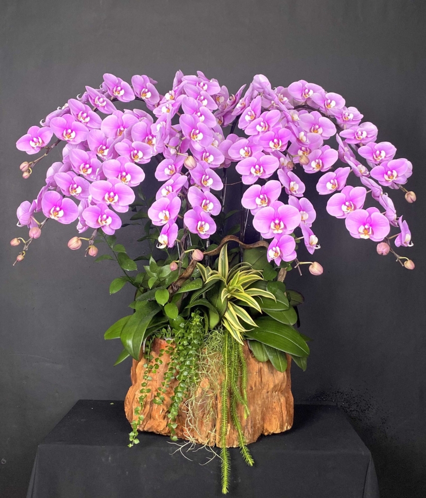 Hoa lan hồ điệp 9 cành - HD0118