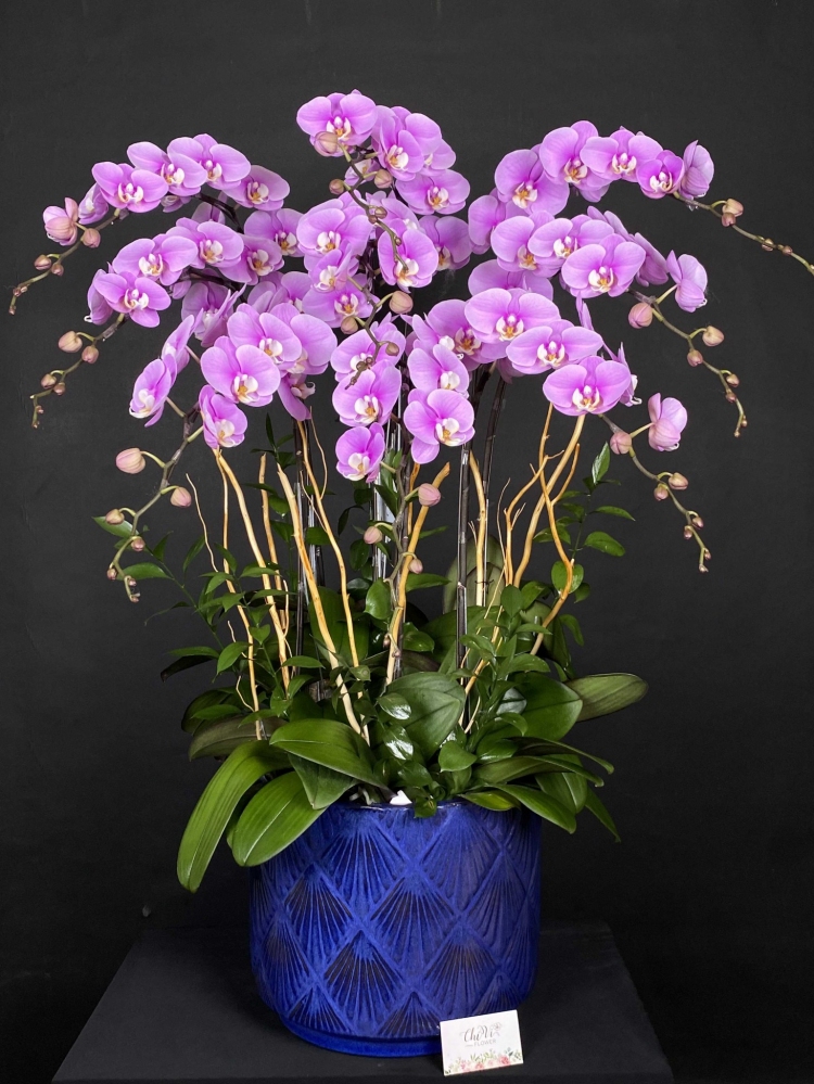 Hoa lan hồ điệp 9 cành - HD0117