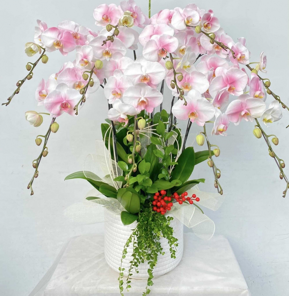Hoa lan hồ điệp 9 cành - HD0110