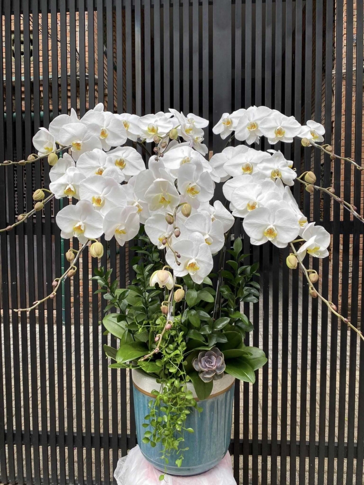 Hoa lan hồ điệp 9 cành - HD0124