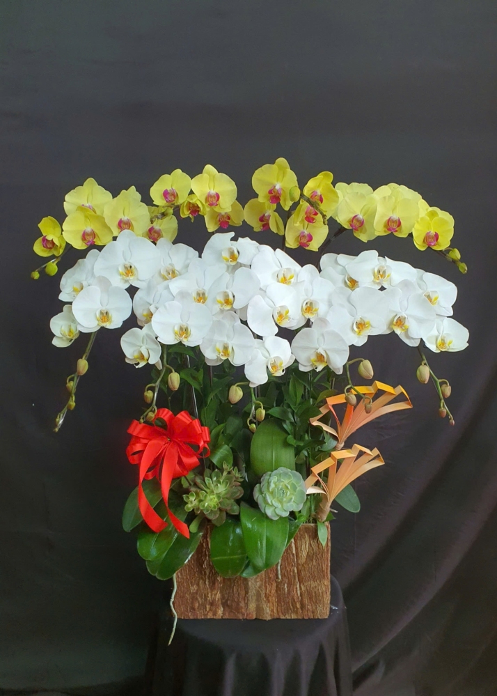 Lan Hồ Điệp Bạch Kim - LHD114