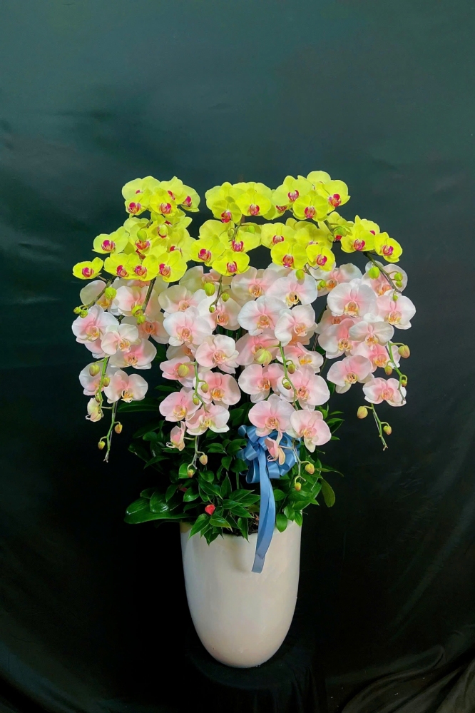 Lan Hồ Điệp Bạch Kim Cát Tường - LHD140