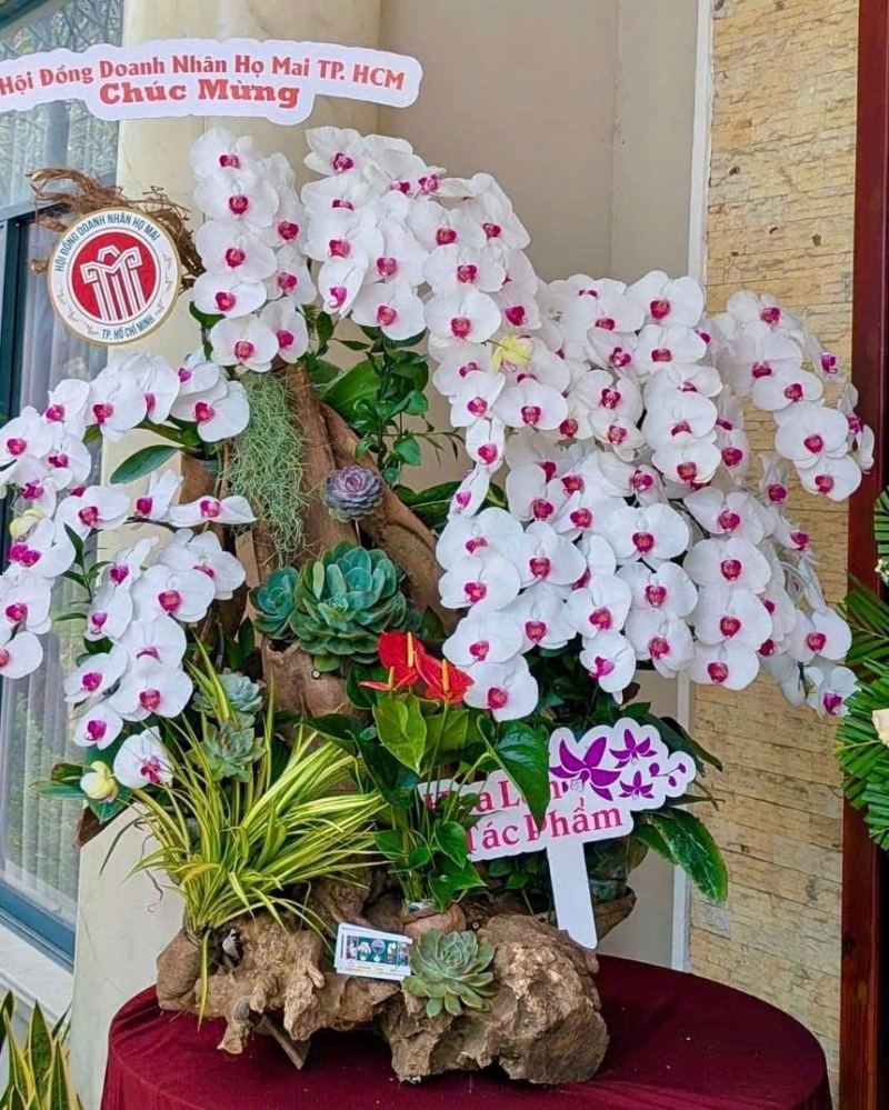 Lan Hồ Điệp Đại Phú Cát Tường - LHD029