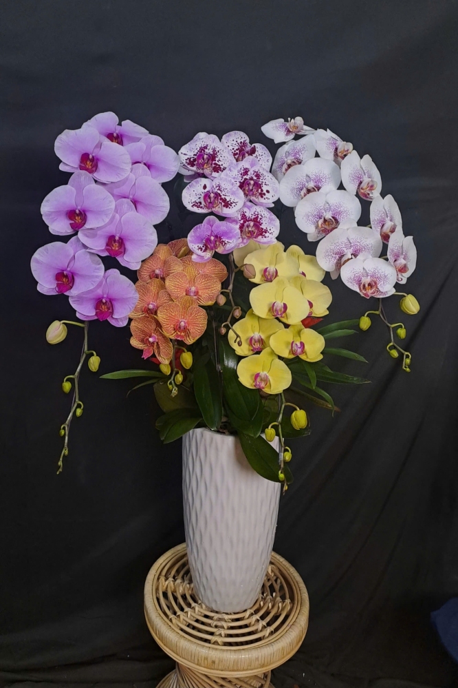 Lan Hồ Điệp Ngũ Sắc - LHD313