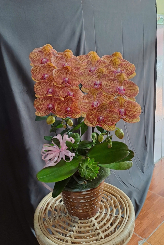 Lan Hồ Điệp Cam Sọc - LHD340