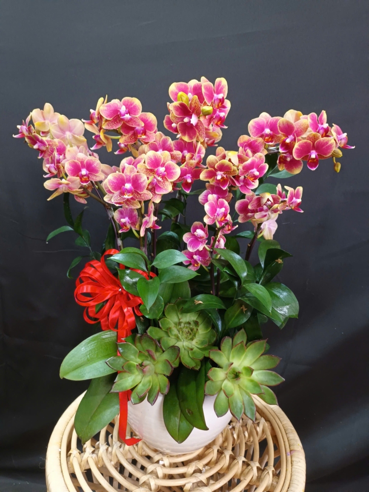 Lan Hồ Điệp Đỏ Mini - LHD341