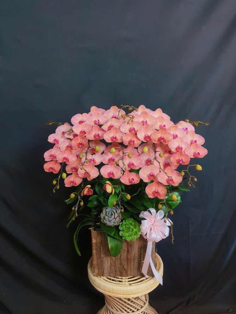 Lan Hồ Điệp Cam Hồng Sọc - LHD353