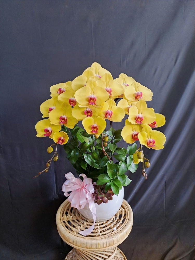 Lan Hồ Điệp Vàng - LHD379