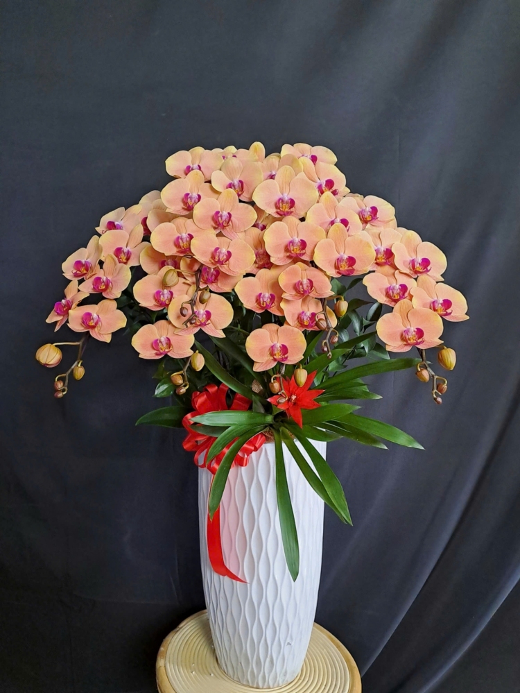 Lan Hồ Điệp Cam - LHD385