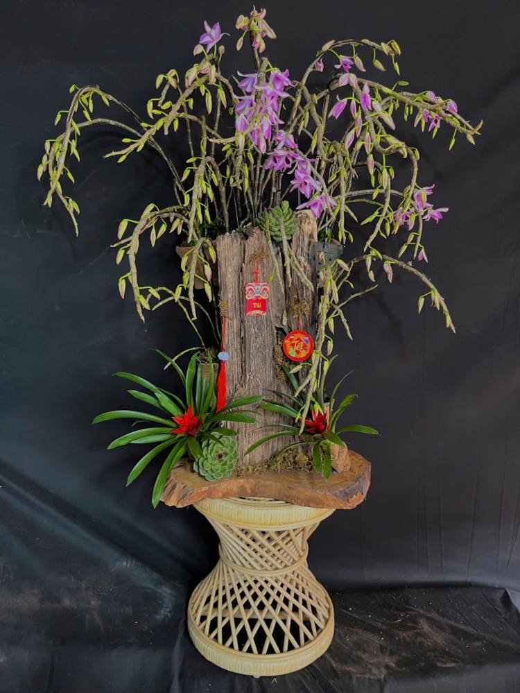 Lan Rừng Phi Điệp Trầm Mĩ Mix Lũa - LR389