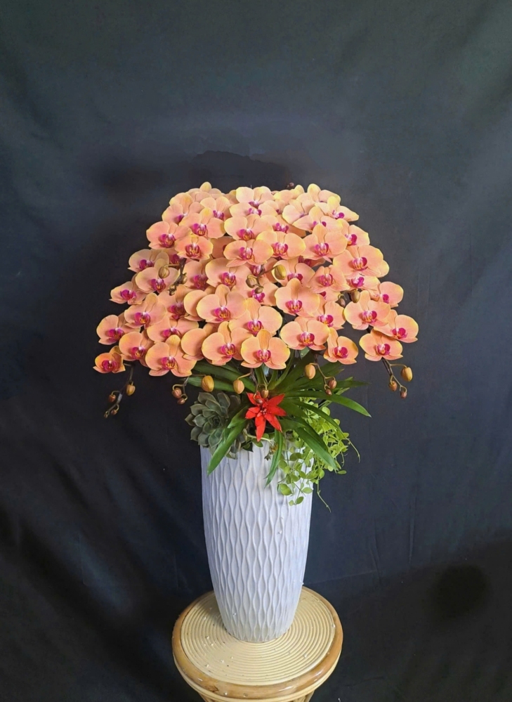 Lan Hồ Điệp Cam Cành Đôi - LHD391